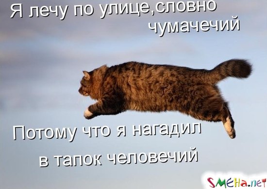 Фото приколы с животными