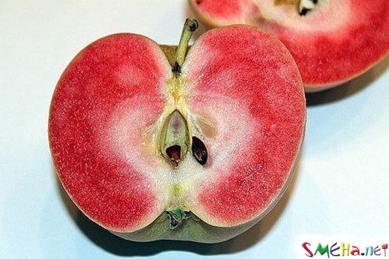 Необычный сорт яблок - розовый жемчуг!